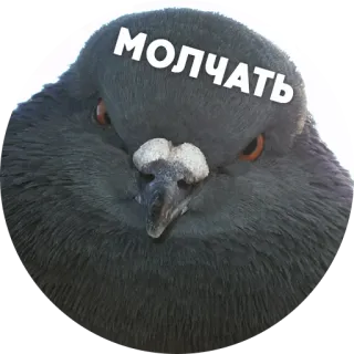 😡 МОЛЧАТЬ 비둘기, 새, 조용히, 침묵, 화난, 밈 telegram sticker