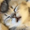 🐱