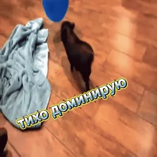 🤣 тихо доминирую puppy, balloon, playing, funny, dog, pet, cute telegram sticker