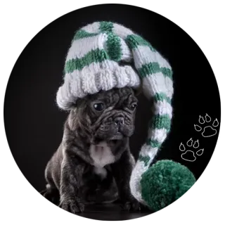 ❄ Hund, Französische Bulldogge, Welpe, Tier, Haustier, Hut, süß whatsapp sticker
