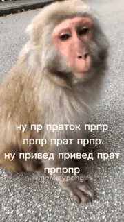 🌟 ну пр праток прпр
прпр прат прпр
ну привед привед прат
прпрпр ลิง, สัตว์, ไพรเมต, มีม whatsapp sticker