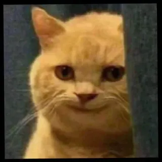 😭 кот, мем, животное, смешной, питомец telegram sticker