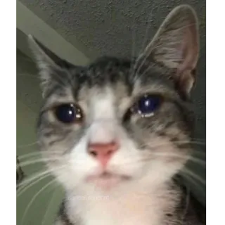 😢 kucing, anak kucing, sedih, air mata, hewan, peliharaan, lucu telegram sticker