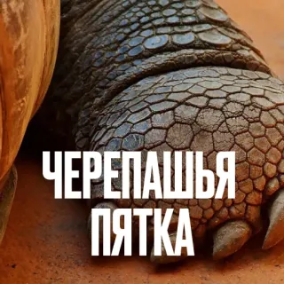 Креативно ругаем студентов telegram stickers