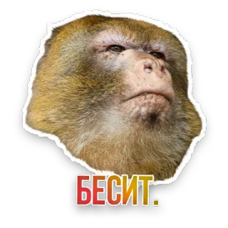 😠 БЕСИТ. monkey, annoyed, russian, text, animal, sticker telegram sticker