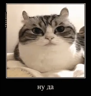 🌟 ну да mèo, meme, hài hước, động vật, thú cưng, dễ thương whatsapp sticker