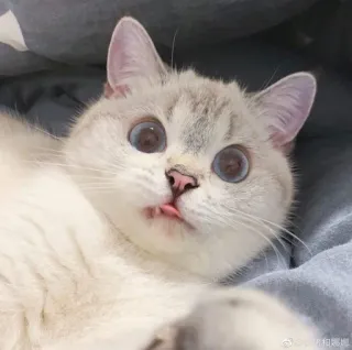 🧸 gatto, carino, animale, animale domestico, divertente, meme telegram sticker