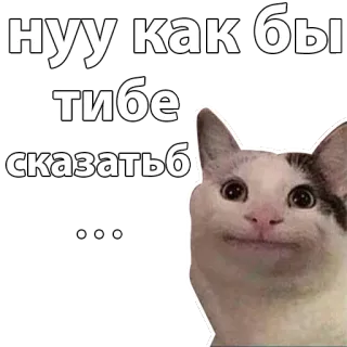 😬 нуу как бы тибе сказатьб cat, meme, russian, beluga cat whatsapp sticker
