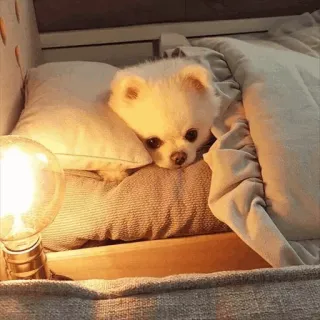 🐾 犬, 子犬, ベッド, 眠い, かわいい, 動物, ペット, 枕 telegram sticker