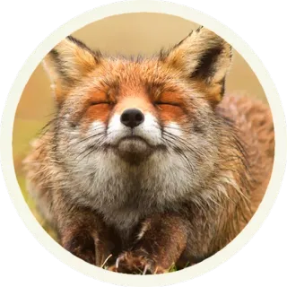 ☺️ vos, dier, wildlife, schattig, natuur telegram sticker