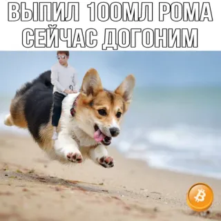 🐴 ВЫПИЛ 100МЛ РОМА
СЕЙЧАС ДОГОНИМ собака, пляж, корги, ром, алкоголь, биткоин telegram sticker