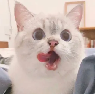 🥢 cat, animal, pet, cute, funny, licking, surprised telegram sticker
