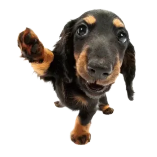 🖐 cane, bassotto, cucciolo, animale, animale domestico, carino, nero, marrone telegram sticker