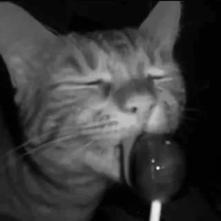 🐈‍⬛️ кот, леденец, питомец, животное, милый, сладкий, конфета, черно-белый telegram sticker