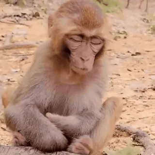 🐵 обезьяна, человекообразная обезьяна, животное, дикая природа, примат, сидящий, спокойный, дзен telegram sticker