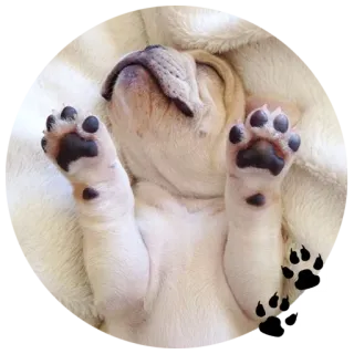🙃 Hund, Welpe, Schlaf, Pfoten, süß whatsapp sticker