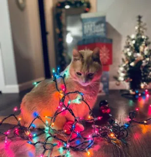 🤩 cat, christmas lights, christmas, pet, kitten, holiday, domestic animal, orange cat telegram sticker