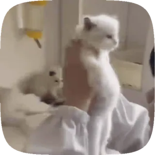 😘 gato, gatito, lindo, animal, mascota, gato blanco whatsapp sticker