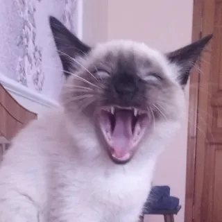 😂 Katze, Tier, Siamkatze, Gähnen, Haustier telegram sticker