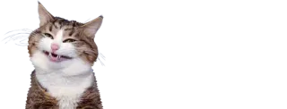 😂 cat, funny, animal, meme telegram sticker