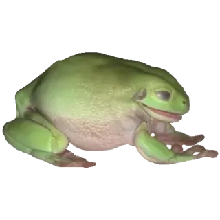 ❤️ rã, anfíbio, verde, animal, vida selvagem whatsapp sticker