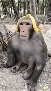 🍌 monyet, pisang, binatang, meme, lucu, primata whatsapp sticker