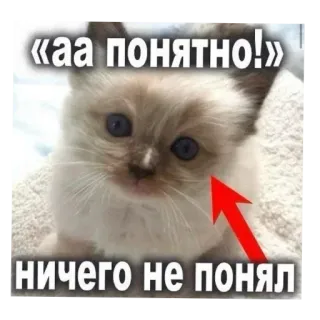 🐱 «аа понятно!»
ничего не понял gato, gatito, meme, divertido, confundido, texto telegram sticker