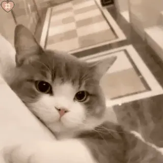 🐱 cat, pet, animal, cute, kitten, domestic animal, mammal whatsapp sticker