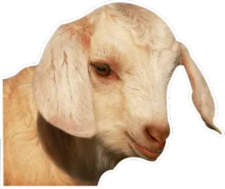😘 animal, goat, cute, farm animal, livestock telegram sticker