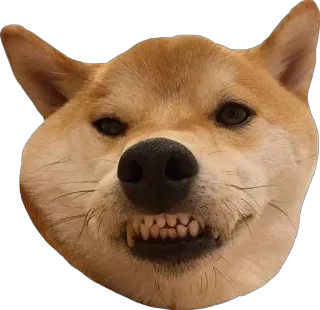 😬 Hund, Shiba Inu, Meme, wütend, lustig, Haustier telegram sticker