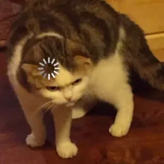 ❓ cat, loading, meme, funny, animal telegram sticker