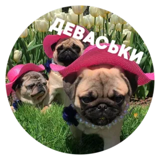 🐶 Пёськи тьмок @lennysticker telegram stickers