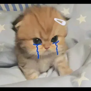 🌟 Katze, Kätzchen, weinen, traurig, Haustier, Tier telegram sticker