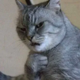 🥴 cat, animal, meme, funny, gray cat, fist, angry whatsapp sticker