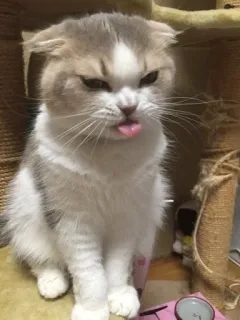 😷 Katze, Tier, Haustier, Scottish Fold, süß, Zunge, entzückend telegram sticker
