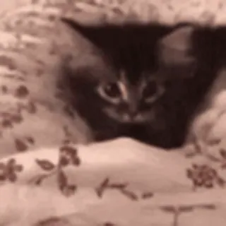 🐾