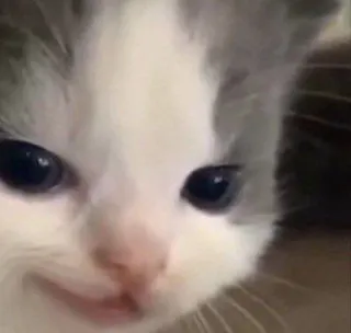 😿 кот, котенок, милый, животное, питомец, мем whatsapp sticker