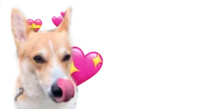 😍 corgi, cachorro, animal, corações, fofo telegram sticker