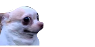 😅 cachorro, chihuahua, animal, meme telegram sticker