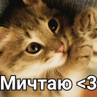 🌚 Мичтаю <3 кот, милый, котенок, русский, любовь, животное telegram sticker