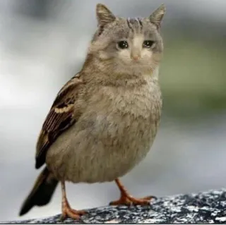 😩 gato, pájaro, híbrido, animal, lindo, triste telegram sticker