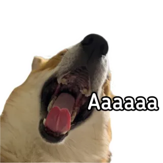 😲 Aaaaaa hond, meme, dier, grappig, huisdier, gapen, schreeuw telegram sticker