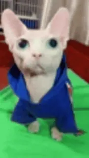 🐈 gatto, sphynx, senza pelo, animale domestico, animale, felpa con cappuccio telegram sticker