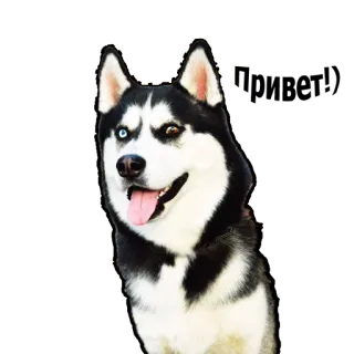 😊 husky, dog, pet, animal, mammal, domestic animal, sled dog, black and white whatsapp sticker