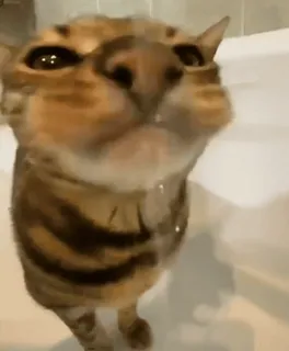😛 кот, котенок, вода, ванна, душ, животное, питомец telegram sticker