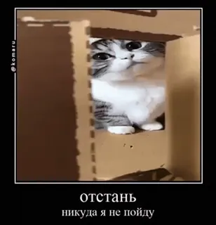 🐱 отстань
никуда я не пойду gatto, scatola, meme, divertente, gattino, carino, scontroso telegram sticker