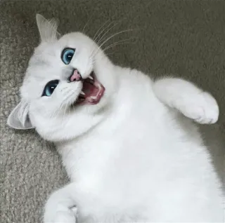 🌝 gato, gato branco, animal, animal de estimação, fofo, olhos azuis, gatinho, adorável whatsapp sticker
