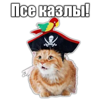 🦜 Псе казлы! cat, pirate, parrot, sticker, funny, animal telegram sticker