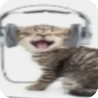 🐱 고양이, 헤드폰, 동물, 음악, 새끼 고양이 telegram sticker
