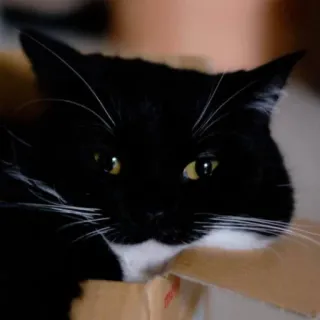 🫠 cat, black and white, animal, box, pet, feline whatsapp sticker